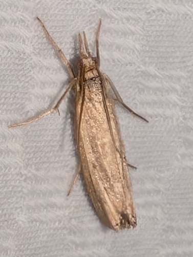 Woolly Grass-veneer Moth photo 3