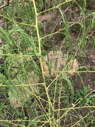 Tall Asparagus (Asparagus saundersiae)