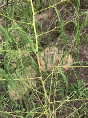 Asparagus saundersiae