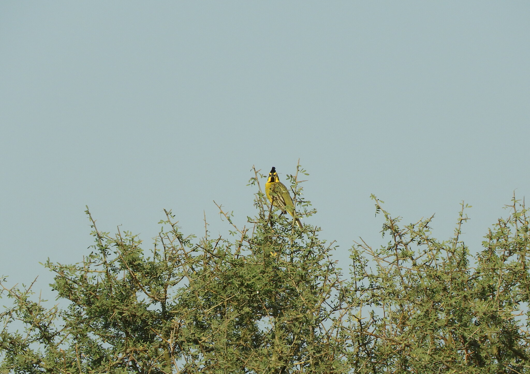 Yellow Cardinal (Gubernatrix cristata), photo 5