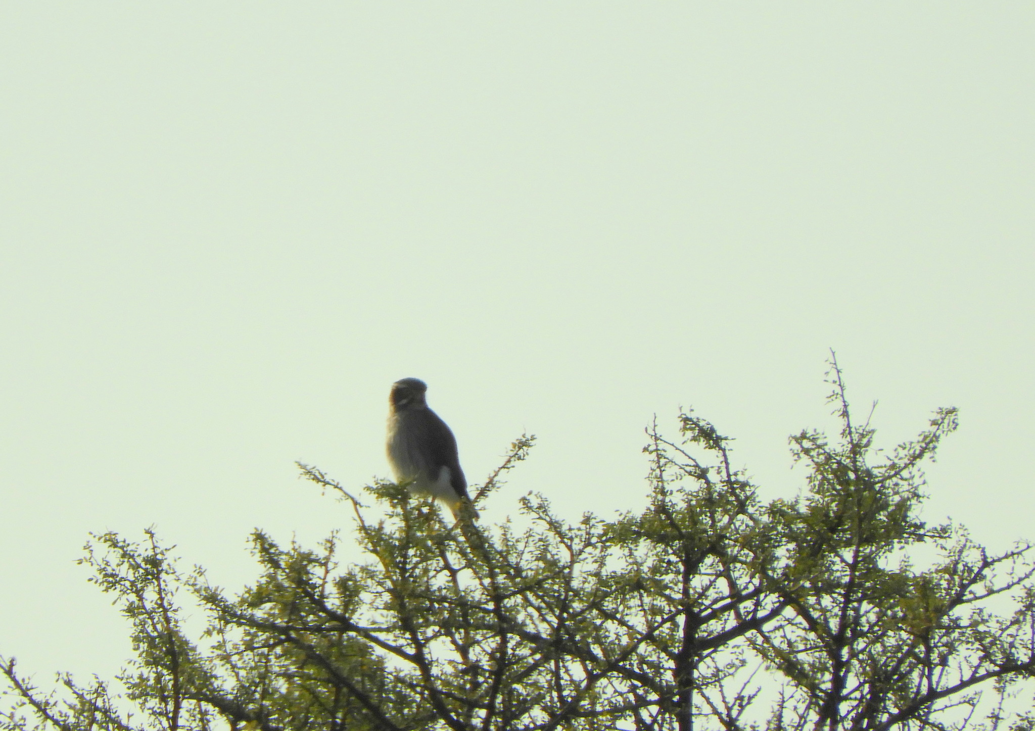 Spot-winged Falconet (Spiziapteryx circumcincta), photo 10