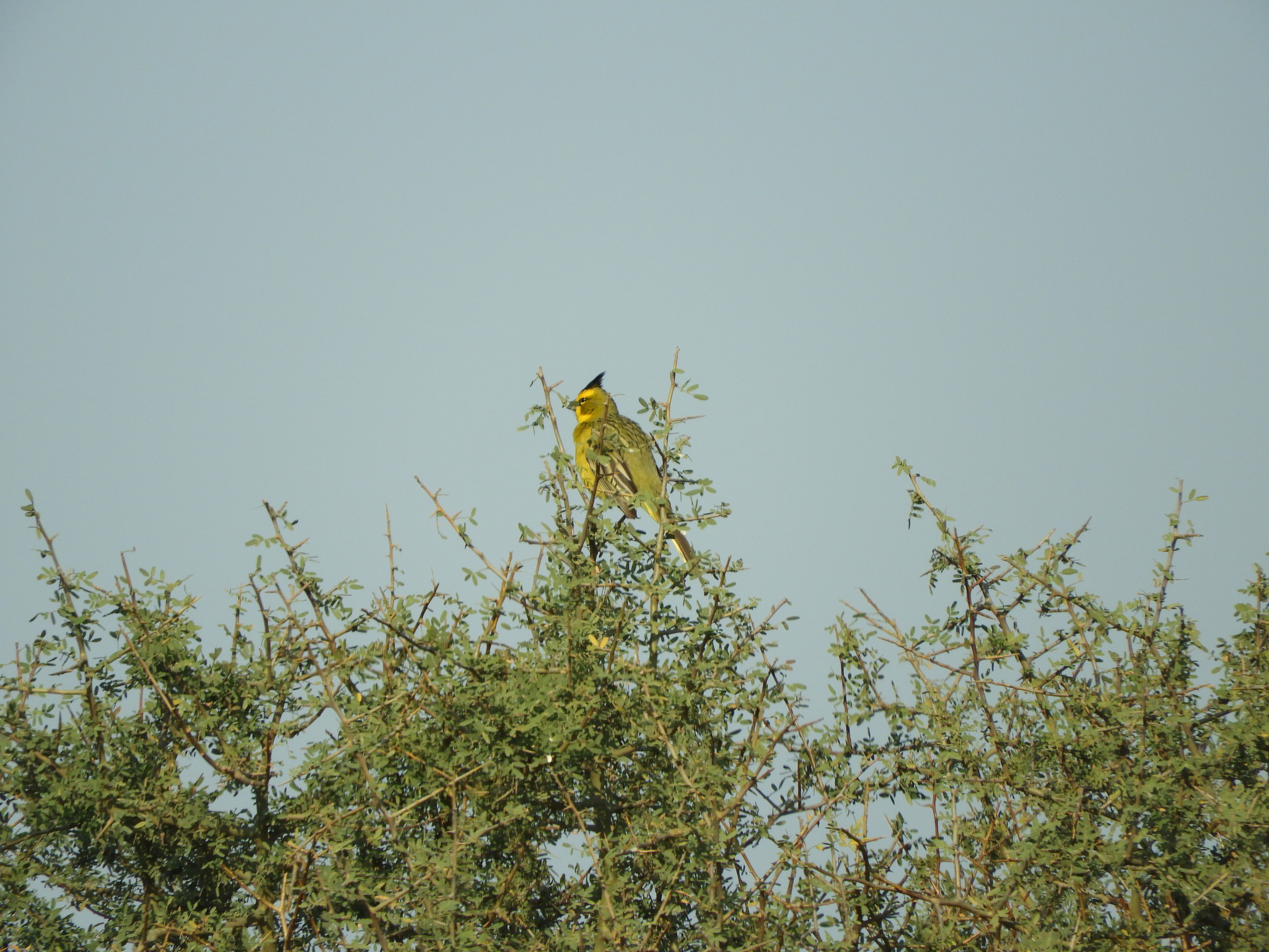 Yellow Cardinal (Gubernatrix cristata), photo 6