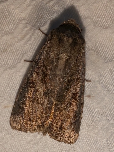 Reaper Dart photo 3