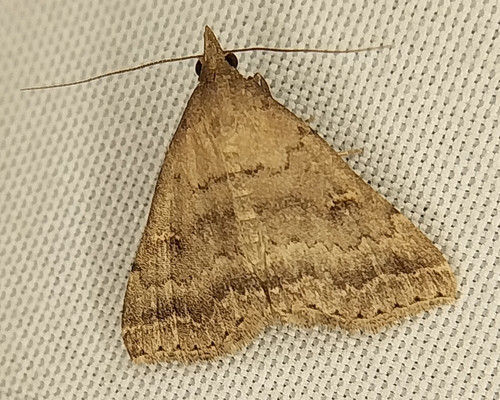 Florida Tetanolita Moth photo 4