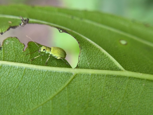 Eumyllocerus sectator