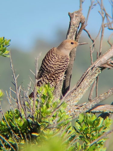 iNaturalist observation photo of Northern Flicker
