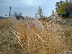 Phragmites australis