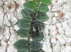 Toxorhynchites splendens