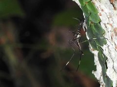 Toxorhynchites splendens