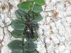 Toxorhynchites splendens