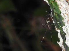 Toxorhynchites splendens