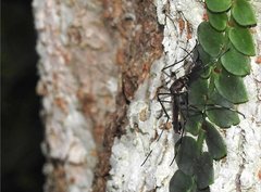 Toxorhynchites splendens