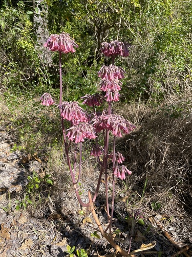 Kalanchoe daigremontiana