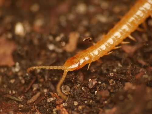 Western Yellow Centipede