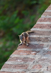 Callosciurus pygerythrus