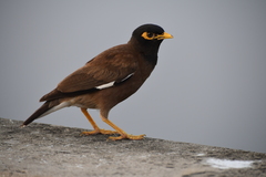 Acridotheres tristis