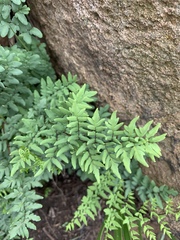 Cheilanthes viridis viridis