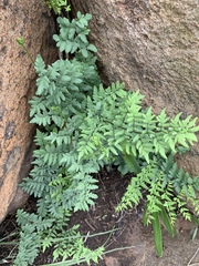 Cheilanthes viridis viridis