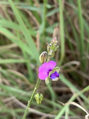 Polygala producta
