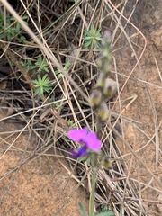 Polygala producta