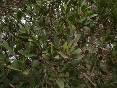 Pleurostylia capensis