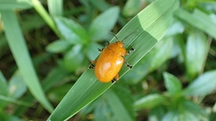 Podontia lutea