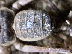 Paraphrynus raptator