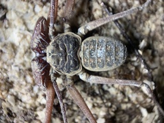 Paraphrynus raptator