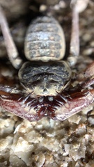 Paraphrynus raptator