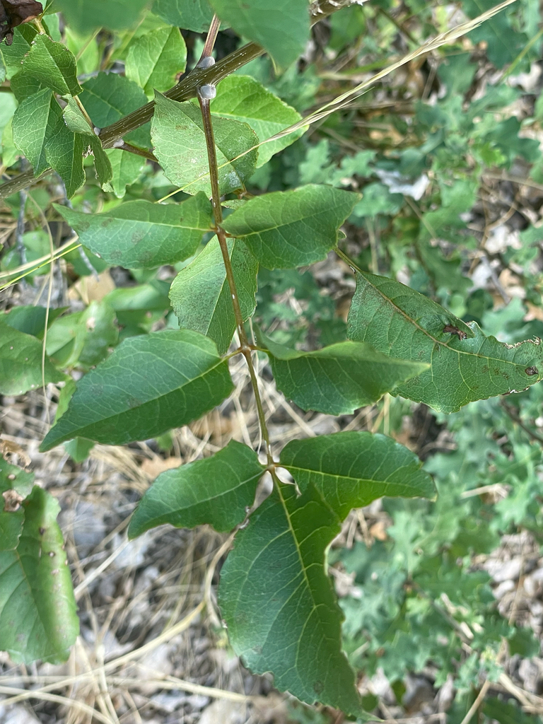 Fraxinus ornus, Gavros, Thessaly, GR