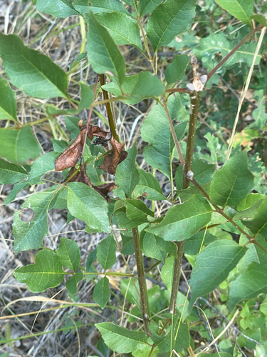 Fraxinus ornus