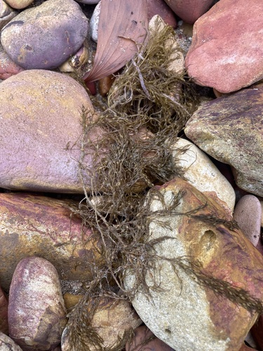 Sirophysalis trinodis observed 2025-07-19