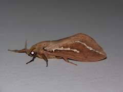 Abantiades argyrosticha