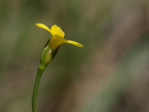 Yellow centaury