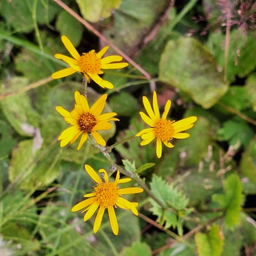 Jacobaea subalpina, photograph 6
