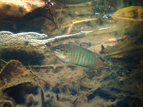Chinese fighting fish (Macropodus opercularis) — Osphronemidae — 4