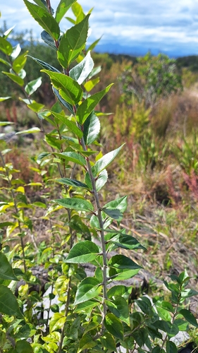 Red Pear (Scolopia mundii)