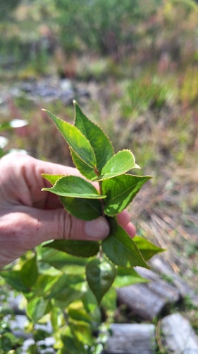 Scolopia mundii, photograph 6