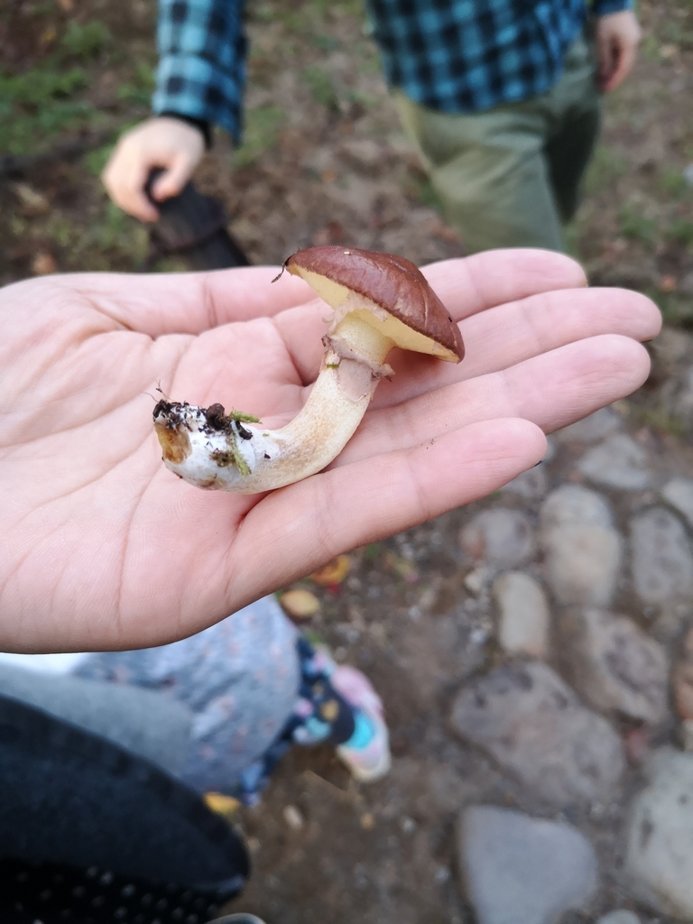 Suillus luteus · November 2019 · photo: © mamoruendo (iNaturalist, cc-by-nc)