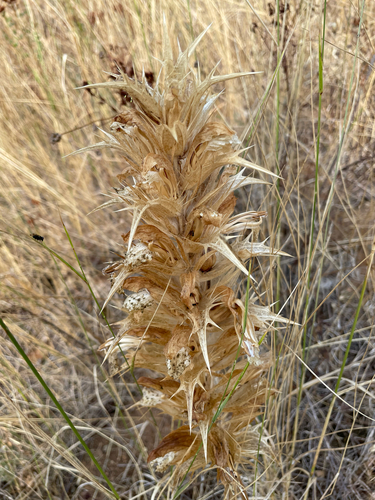 Spiny Bear's-breech (Acanthus spinosus)