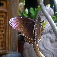 Euploea core godartii