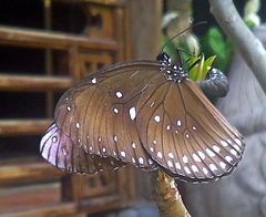Euploea core godartii