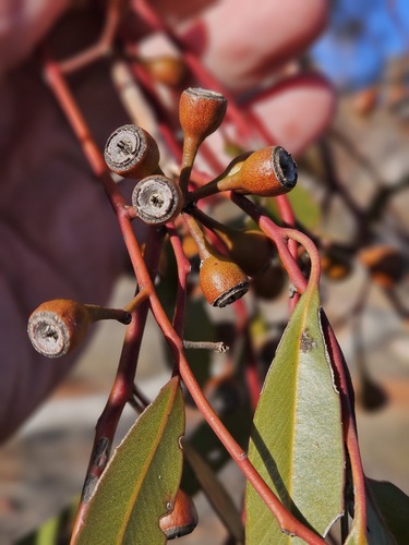Eucalyptus concinna, 2025-07-23
