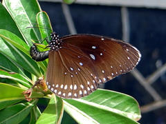 Euploea core godartii