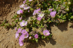 Disphyma australe australe