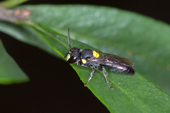 Hylaeus rotundiceps