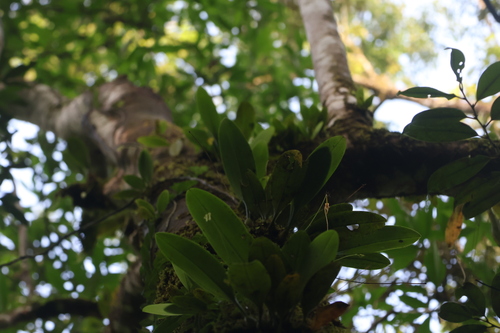 Bulbophyllum macraei iNat (1)