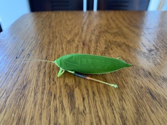 Zabalius ophthalmicus