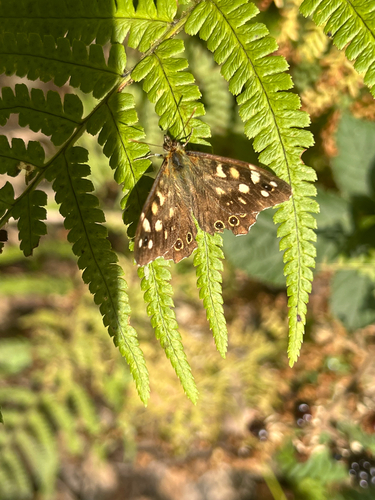 Speckled Wood