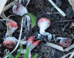 Microstoma protractum